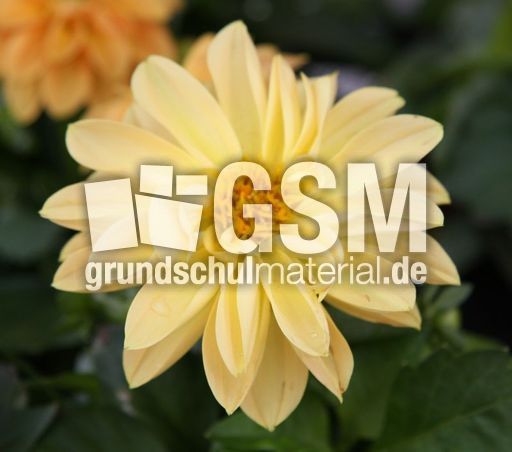 Dahlie-gelb-46.jpg